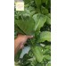 HydroFood-Leaf Vegetable20 (16-7-12)